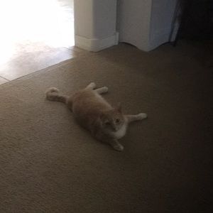 Meet your Posher, Holly